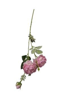 Цветок Волшебная страна Роза пионовидная 004072 - фото 131870