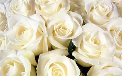 Обои PHOTO DECOR Белые Розы 393 200*150 - фото 20033