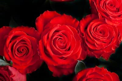 Обои PHOTO DECOR Розы красные 1289  1,6*2 - фото 20051