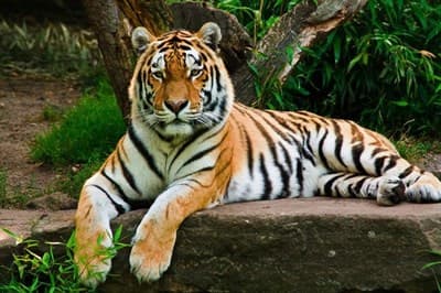 Обои PHOTO DECOR Тигр 518 2,5*3м - фото 20058