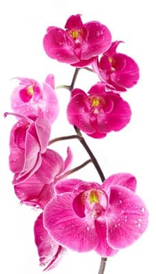 Обои PHOTO DECOR Орхидея 1090 2,7*2м - фото 20120