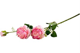 Цветок Волшебная страна Роза пионовидная 004072