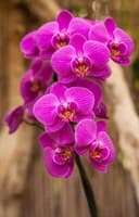 Обои PHOTO DECOR Орхидея 032  3*2,5