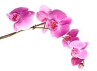 Обои PHOTO DECOR Картина на холсте Орхидея 1264 0,40*0,32