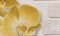 Обои АСПЕКТ РУ Орхидея декор 10107-23 0,53*10,05м (1упак-12рул) - фото 112235