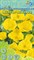Семена ИНВЕНТ ПЛЮС Энотера миссурийская Жёлтая экзотика - фото 128987