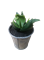 Растение искусственное в горшке 6х6х10см, в ассортименте 317002650 - фото 131657