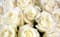Обои PHOTO DECOR Белые Розы 393 200*150 - фото 20033