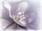 Декор ALMA CERAMICA Lila на белом фиолет 249*364*7,5 DWU07LIL023/7ВСЛЛ023 - фото 21633