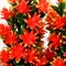 Бонсай Деревце с цветочными ветвями 10*5,20 см, микс 3792273 - фото 58622
