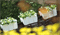 Горшок цветочный CROWN лимоновый DCRO400-389U - фото 9391